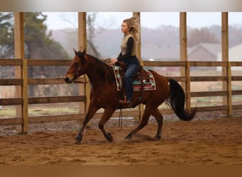 American Quarter Horse, Ruin, 9 Jaar, 147 cm, Roodbruin