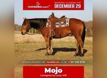 American Quarter Horse, Ruin, 9 Jaar, 147 cm, Roodbruin