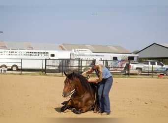 American Quarter Horse, Ruin, 9 Jaar, 147 cm, Roodbruin