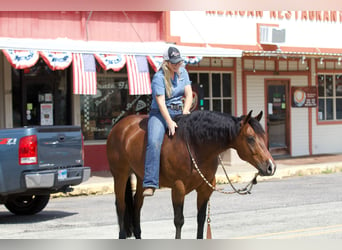 American Quarter Horse, Ruin, 9 Jaar, 147 cm, Roodbruin