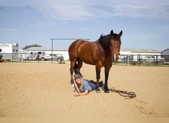 American Quarter Horse, Ruin, 9 Jaar, 147 cm, Roodbruin