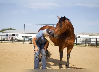 American Quarter Horse, Ruin, 9 Jaar, 147 cm, Roodbruin