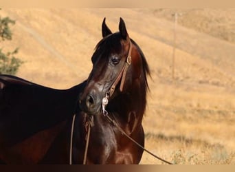 American Quarter Horse, Ruin, 9 Jaar, 147 cm, Roodbruin