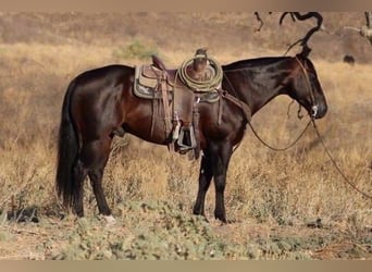 American Quarter Horse, Ruin, 9 Jaar, 147 cm, Roodbruin