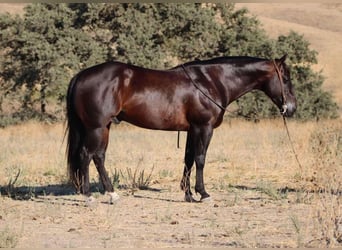 American Quarter Horse, Ruin, 9 Jaar, 147 cm, Roodbruin