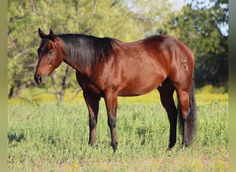American Quarter Horse, Ruin, 9 Jaar, 147 cm, Roodbruin