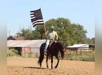 American Quarter Horse, Ruin, 9 Jaar, 147 cm, Roodbruin