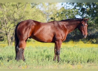 American Quarter Horse, Ruin, 9 Jaar, 147 cm, Roodbruin