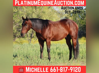 American Quarter Horse, Ruin, 9 Jaar, 147 cm, Roodbruin