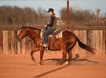 American Quarter Horse, Ruin, 9 Jaar, 147 cm, Roodvos