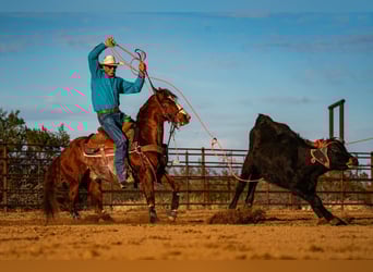 American Quarter Horse, Ruin, 9 Jaar, 147 cm, Roodvos