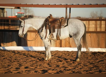 American Quarter Horse, Ruin, 9 Jaar, 147 cm, Schimmel