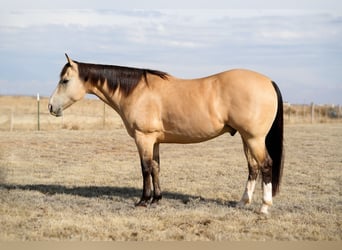 American Quarter Horse, Ruin, 9 Jaar, 150 cm, Buckskin