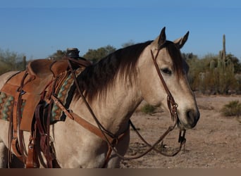 American Quarter Horse, Ruin, 9 Jaar, 150 cm, Buckskin