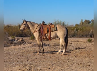 American Quarter Horse, Ruin, 9 Jaar, 150 cm, Buckskin