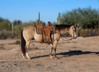 American Quarter Horse, Ruin, 9 Jaar, 150 cm, Buckskin