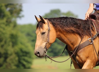 American Quarter Horse, Ruin, 9 Jaar, 150 cm, Buckskin
