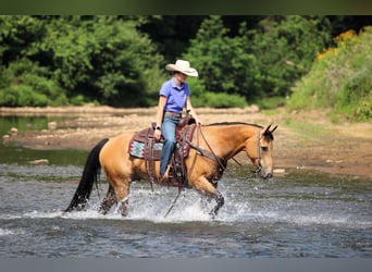 American Quarter Horse, Ruin, 9 Jaar, 150 cm, Buckskin