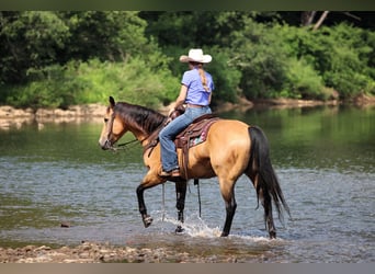 American Quarter Horse, Ruin, 9 Jaar, 150 cm, Buckskin