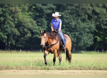 American Quarter Horse, Ruin, 9 Jaar, 150 cm, Buckskin