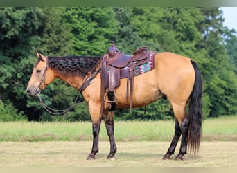 American Quarter Horse, Ruin, 9 Jaar, 150 cm, Buckskin