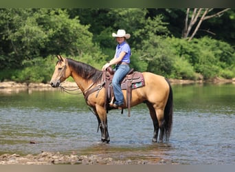 American Quarter Horse, Ruin, 9 Jaar, 150 cm, Buckskin