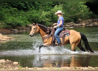 American Quarter Horse, Ruin, 9 Jaar, 150 cm, Buckskin