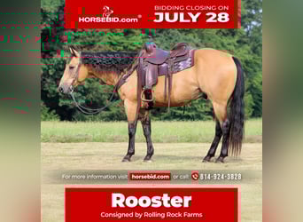 American Quarter Horse, Ruin, 9 Jaar, 150 cm, Buckskin