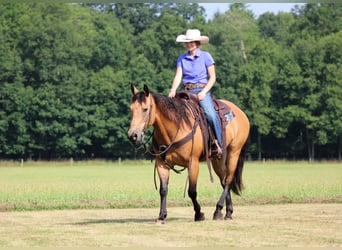 American Quarter Horse, Ruin, 9 Jaar, 150 cm, Buckskin