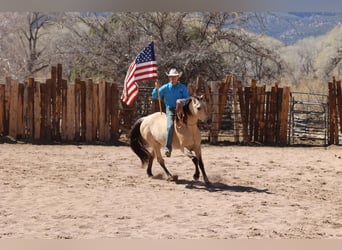 American Quarter Horse, Ruin, 9 Jaar, 150 cm, Buckskin