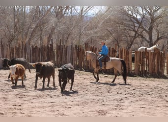 American Quarter Horse, Ruin, 9 Jaar, 150 cm, Buckskin