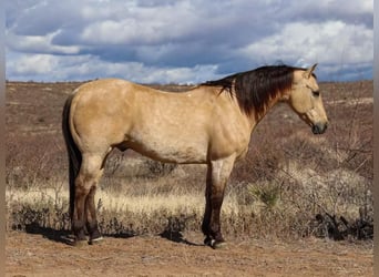 American Quarter Horse, Ruin, 9 Jaar, 150 cm, Buckskin