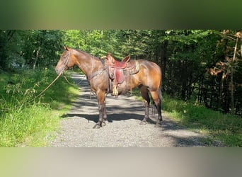 American Quarter Horse, Ruin, 9 Jaar, 150 cm, Donkerbruin