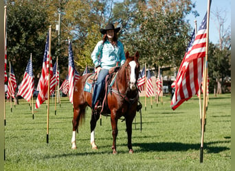 American Quarter Horse, Ruin, 9 Jaar, 150 cm, Donkere-vos