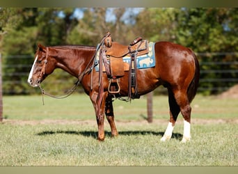 American Quarter Horse, Ruin, 9 Jaar, 150 cm, Donkere-vos