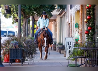 American Quarter Horse, Ruin, 9 Jaar, 150 cm, Donkere-vos