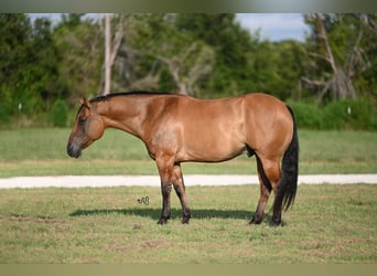 American Quarter Horse, Ruin, 9 Jaar, 150 cm, Falbe