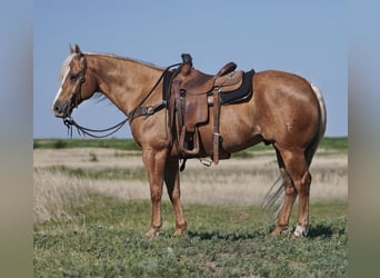 American Quarter Horse, Ruin, 9 Jaar, 150 cm, Palomino