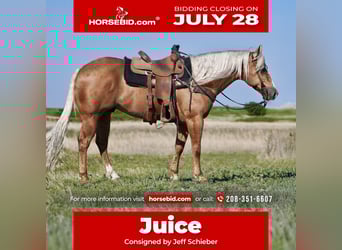 American Quarter Horse, Ruin, 9 Jaar, 150 cm, Palomino