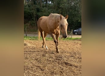 American Quarter Horse, Ruin, 9 Jaar, 150 cm, Palomino