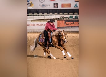 American Quarter Horse, Ruin, 9 Jaar, 150 cm, Palomino