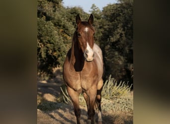 American Quarter Horse, Ruin, 9 Jaar, 150 cm, Roan-Bay