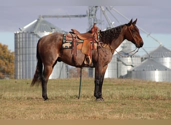 American Quarter Horse, Ruin, 9 Jaar, 150 cm, Roan-Bay