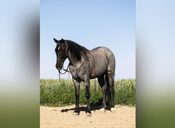 American Quarter Horse, Ruin, 9 Jaar, 150 cm, Roan-Blue