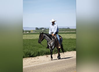 American Quarter Horse, Ruin, 9 Jaar, 150 cm, Roan-Blue