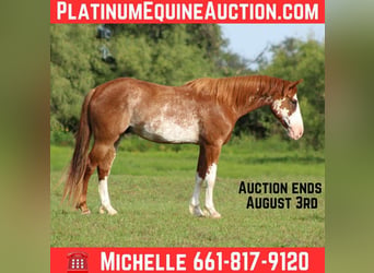 American Quarter Horse, Ruin, 9 Jaar, 150 cm, Roan-Red