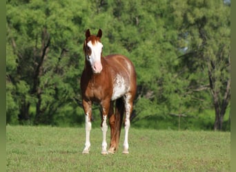 American Quarter Horse, Ruin, 9 Jaar, 150 cm, Roan-Red