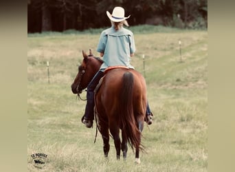 American Quarter Horse, Ruin, 9 Jaar, 150 cm, Roodbruin