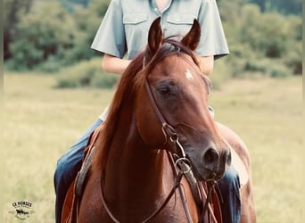 American Quarter Horse, Ruin, 9 Jaar, 150 cm, Roodbruin