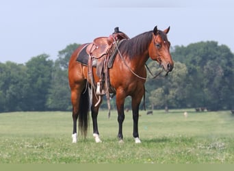 American Quarter Horse, Ruin, 9 Jaar, 150 cm, Roodbruin